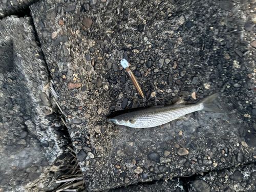 ボラの釣果