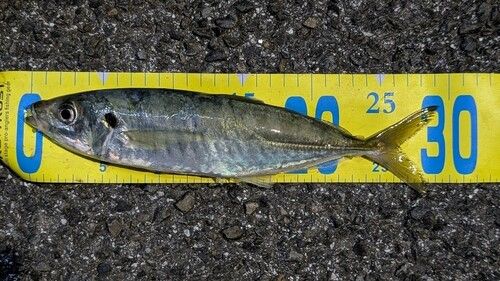マルアジの釣果