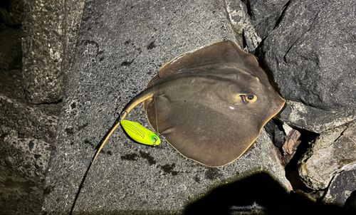 アカエイの釣果