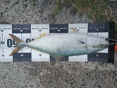 ハマチの釣果