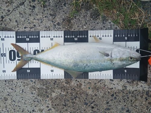 ハマチの釣果