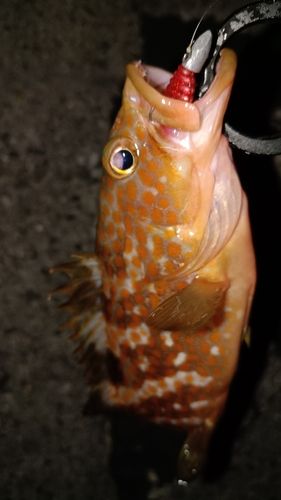 アコウの釣果