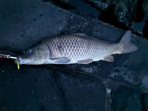 コイの釣果