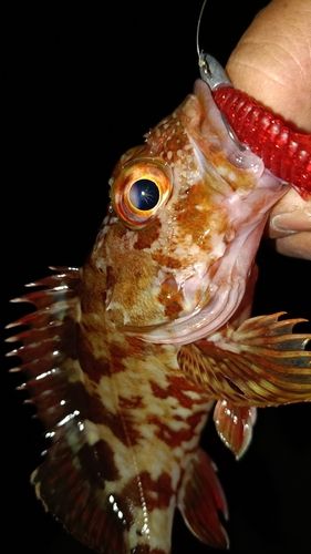 ガシラの釣果