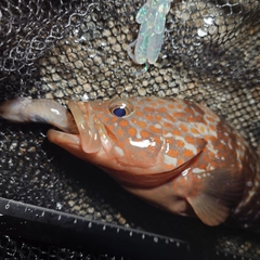 キジハタの釣果