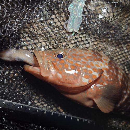 キジハタの釣果