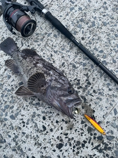 クロソイの釣果