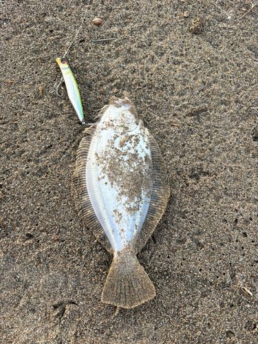 ソゲの釣果