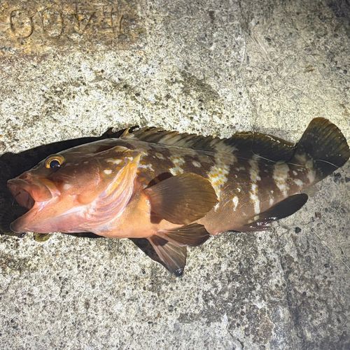 アコウの釣果