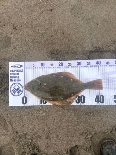 イシガレイの釣果