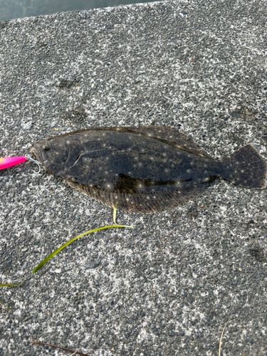 ソゲの釣果