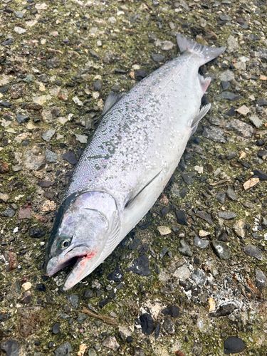 サクラマスの釣果