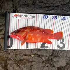 アカハタの釣果
