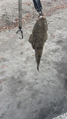 マゴチの釣果