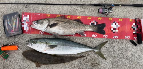 マゴチの釣果