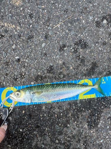 サバの釣果