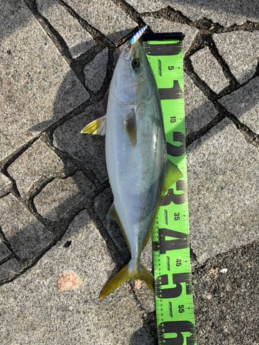ハマチの釣果