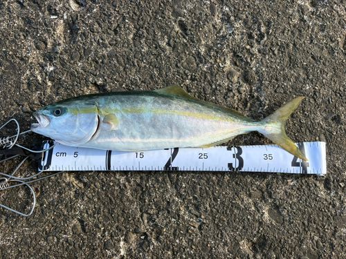イナダの釣果