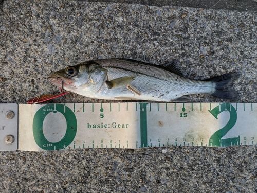セイゴ（マルスズキ）の釣果