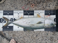 ハマチの釣果