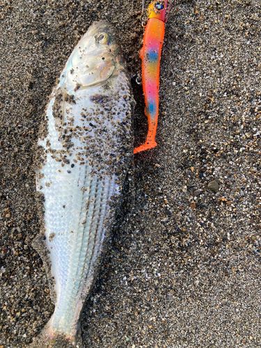 コノシロの釣果