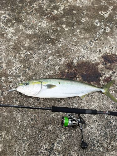 ワラサの釣果