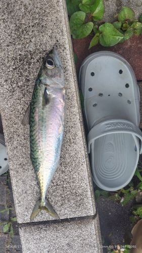 サバの釣果