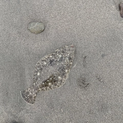 ソゲの釣果