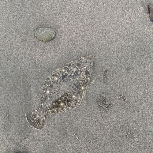ソゲの釣果