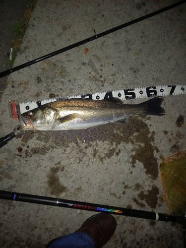 シーバスの釣果