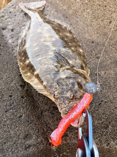 ヒラメの釣果