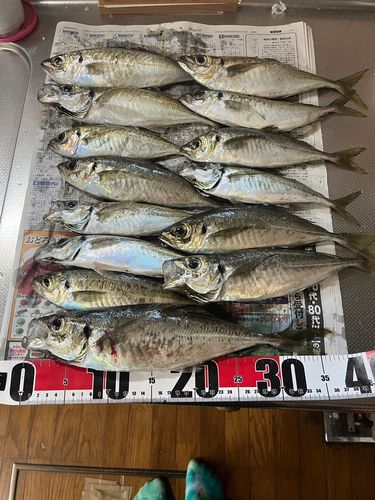 アジの釣果
