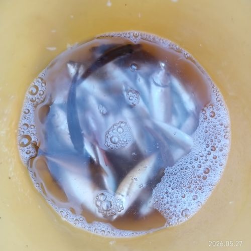 マアジの釣果
