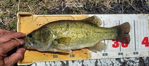 ブラックバスの釣果