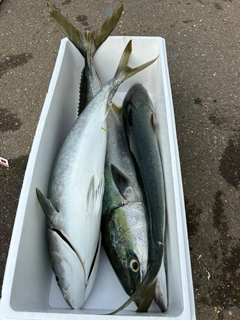 ブリの釣果