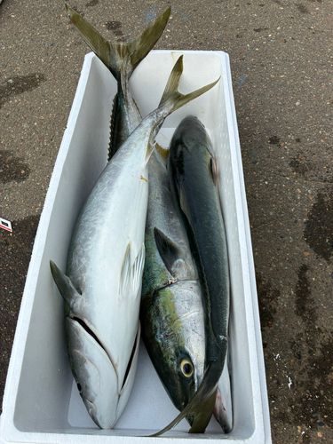 ブリの釣果