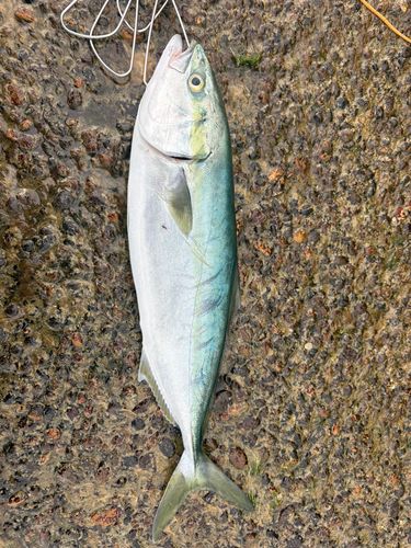 イナダの釣果