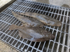 ヒラメの釣果