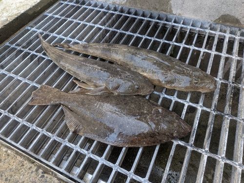 ヒラメの釣果