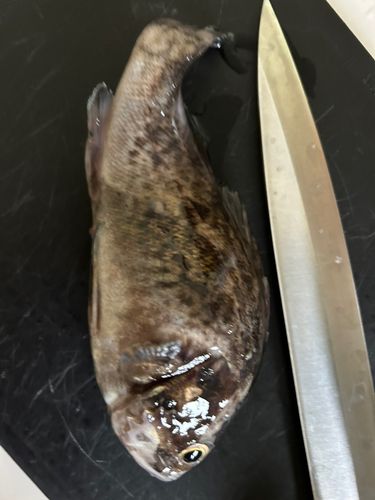 クロソイの釣果