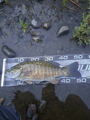 スモールマウスバスの釣果