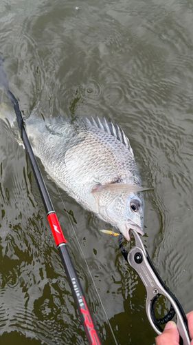 キビレの釣果
