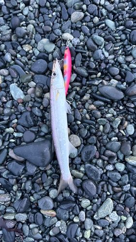 カマスの釣果