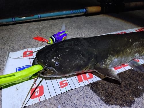 ナマズの釣果