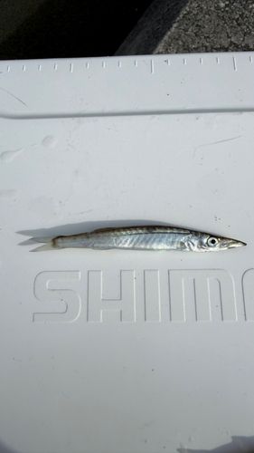 カマスの釣果