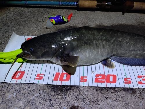 ナマズの釣果
