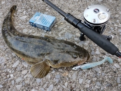 マゴチの釣果