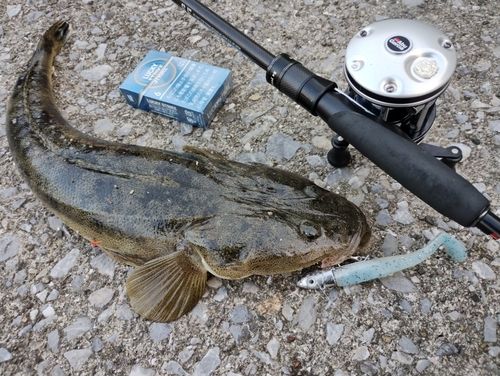 マゴチの釣果