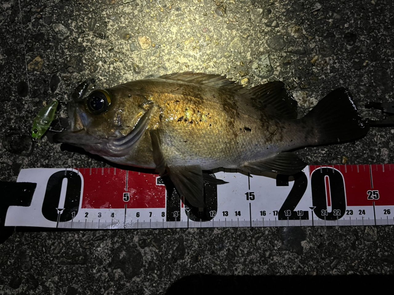 SHIMANO 23ソアレ BB S80L-Sの最安値・インプレ・釣果 | 本音の口コミ