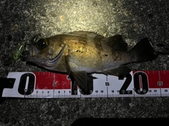 メバルの釣果